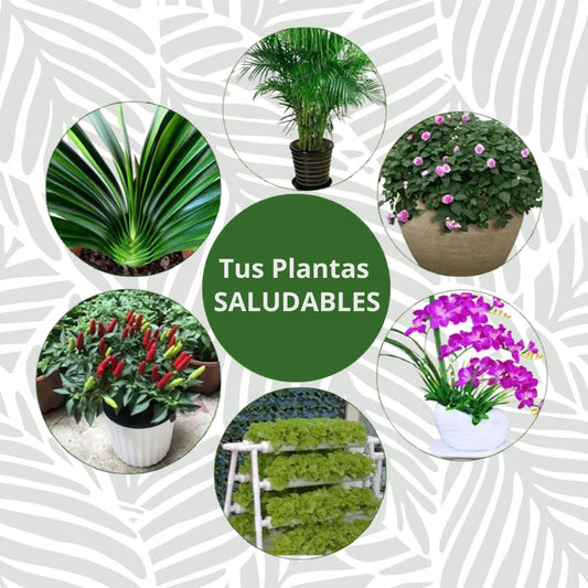 Bastoncillos Fertilizantes HoldGreen – Plantas Más Saludables • Kit con 30 Unidades